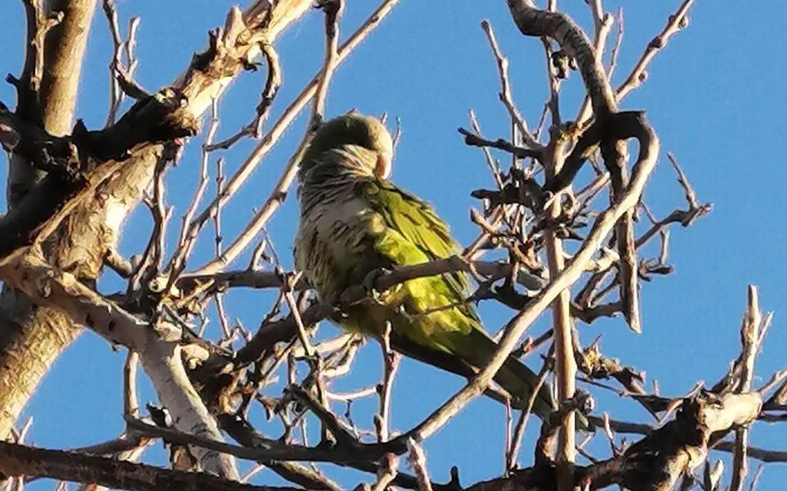 Monitorean Especies Endémicas Y Exóticas Invasoras En La Capital El